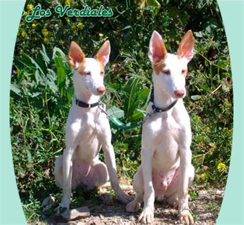 venta podencos|Perros de caza podenco